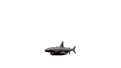Shark