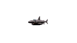 lasershark