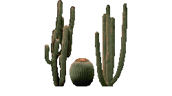 Cacti (slim)